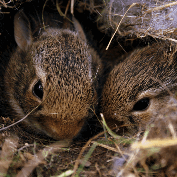Kaninchenzucht - zwei junge, braune Kaninchen im Nest