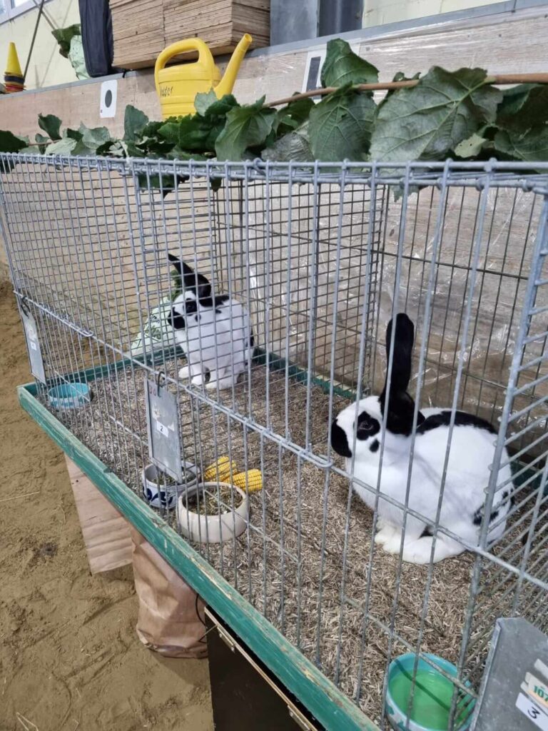 Deutsche Riesenschecken schwarz-weiß Jungtiere im Käfig