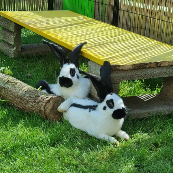 Zwei Kaninchen liegen im Gras